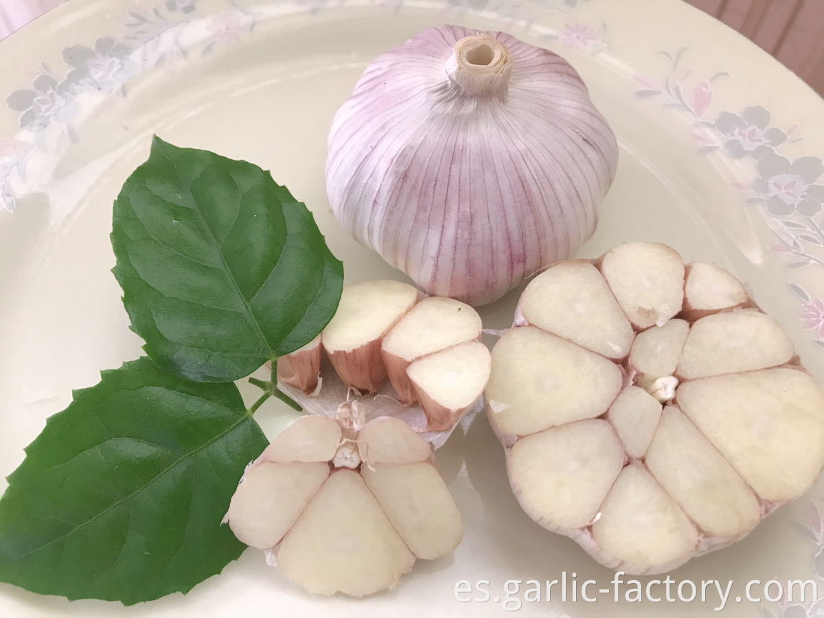 Jinxiang fresh garlic-suply all the year